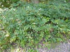 Apocynum androsaemifolium