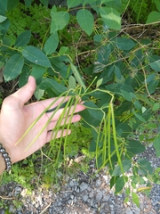Apocynum androsaemifolium