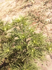 Ambrosia artemisiifolia