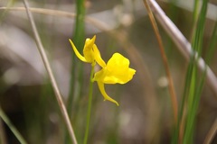Utricularia cornuta