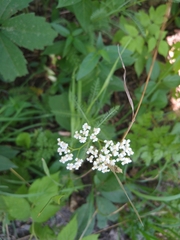 Achillea millefolium