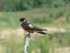 Red-Breasted Swallow photo 4
