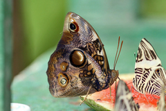 Opsiphanes invirae