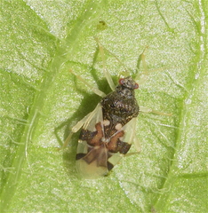 Pycnoderes impavidus
