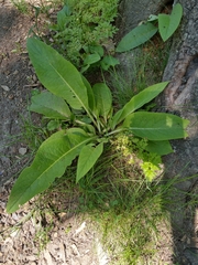 Angiospermae