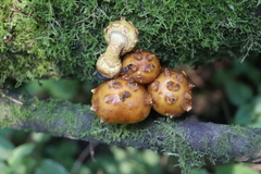 Pholiota cerifera