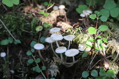Marasmius wynneae