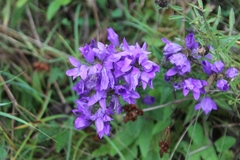Campanula glomerata glomerata