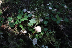 Marasmius wynneae