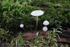 Marasmius wynneae