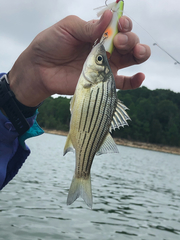 Morone mississippiensis