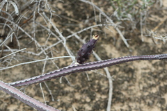 Peniocereus greggii greggii