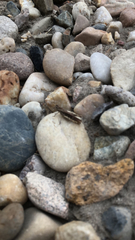 Chorthippus brunneus