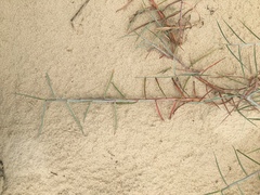 Schizachyrium maritimum