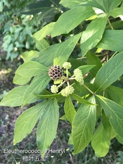 Eleutherococcus