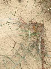 Schizachyrium maritimum