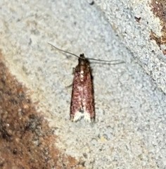 Varneria postremella