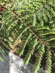 Angiospermae