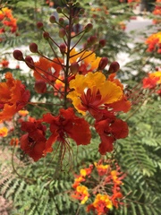 Angiospermae