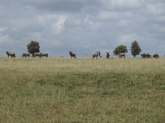 Connochaetes taurinus albojubatus