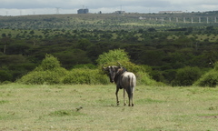 Connochaetes taurinus albojubatus