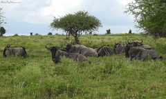 Connochaetes taurinus albojubatus