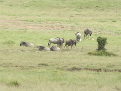 Connochaetes taurinus albojubatus