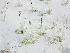 Carex sabulosa