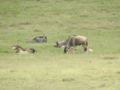 Connochaetes taurinus albojubatus