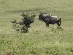 Connochaetes taurinus albojubatus