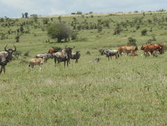 Connochaetes taurinus albojubatus