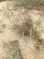 Schizachyrium maritimum