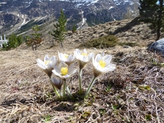Spring Pasqueflower (Pulsatilla vernalis)
