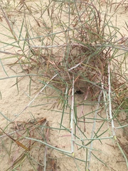 Schizachyrium maritimum
