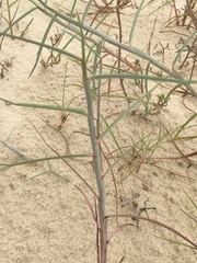 Schizachyrium maritimum