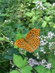 Argynnis paphia