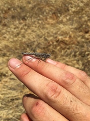 Litaneutria pacifica