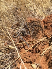 Litaneutria pacifica