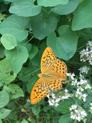 Argynnis paphia
