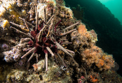 Phyllacanthus parvispinus