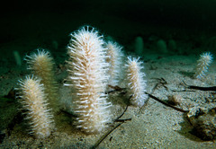 Veretillidae