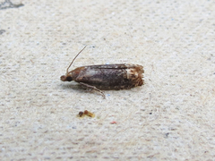 Eucosma ochroterminana