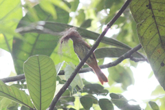 Ramphotrigon ruficauda