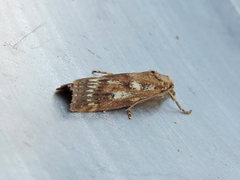 Occidentalia comptulatalis