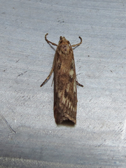 Occidentalia comptulatalis