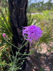 Liatris ohlingerae