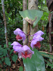 Aganisia cyanea