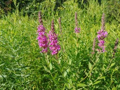 Lythrum salicaria