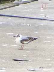 Hydrocoloeus minutus