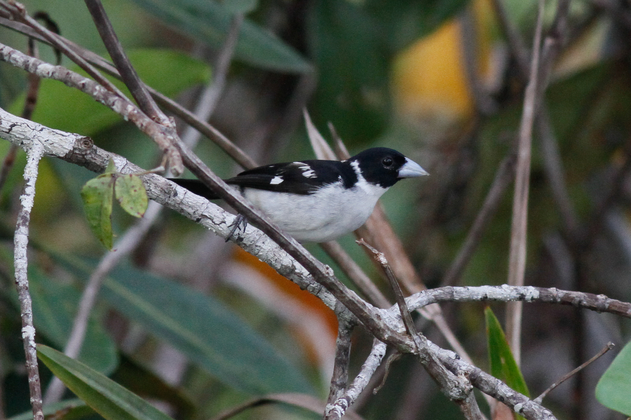 papa-capim-de-coleira (Dolospingus fringilloides)